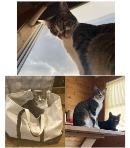 リン（秋田市）リンを家に迎えてから、あっという間に一年が過ぎました。甘えん坊で本当にかわいいです。これからも元気に過ごしてほしいです。