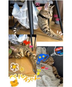 ベル（秋田市）家族になりもうすぐ2ヶ月になります。初めはビクビクしていましたが、徐々に慣れ今ではゴロゴロしながら布団に入ってきてくれます。遊ぶのが大好きで毎日走り回っています。可愛くてみんな癒されています。素敵なご縁をありがとうございました。