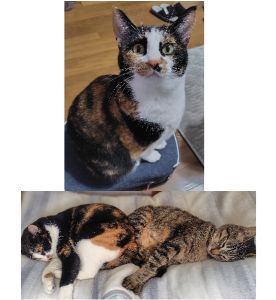 ビルン（仙北市）かわいいかわいいビルンちゃんが我が家に来て1年が経ちました。今では玄関に迎えにきてくれるようになり、こっちに来て！とおやつ棚の前で大声でおやつを要求します(笑)冬は一緒に布団に入って寝てくれました。先住猫ゼアルとの仲も落ち着き、毎日元気に過ごしています。