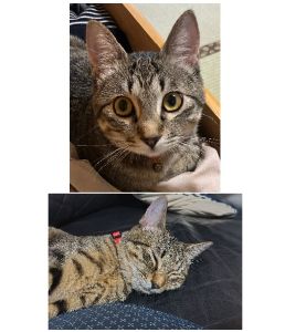 みい（秋田市）活発でとても甘えん坊です。すぐに心開いてくれました。家族皆メロメロです。みいちゃんの顔が見たくて早帰りするようになりました。ウチに来てくれてありがとう。