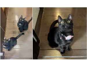こふで（秋田市）抱っこが大好きで甘えたい時の愛嬌のあるポーズで家族を癒してくれます。　先住猫とも仲良くしています。