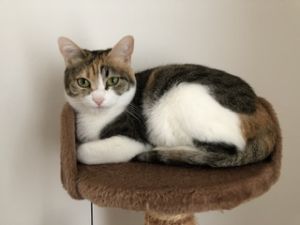 三浦　分(ふん）（秋田市）晴れて無事に３歳を迎えましたオヤツもふんちゃんが好みじゃないと食べないグルメ猫！これからも元気にすくすくと育って欲しいですパパもママもふんちゃん大好きです