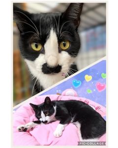 花ちゃん（秋田市）高齢の両親の元に花ちゃんが来てくれて3ヶ月が経ちました。座っていると膝の上に乗ってくる、寝ていると布団に入ってくる、少しお留守番をさせると拗ねる、構ってほしくて鳴いた時、すぐに構ってあげられないと何か文句を言っているような感じで喋るなど、とても賢く、猫だけど半分人なんじゃないかと時々思ってしまいます。かわいい花ちゃんが来てくれて、両親も生活に張り合いが出て喜んでいます。花ちゃんも両親も仲良く元気に長生きして欲しいです。