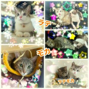 ラテ・モカ（大仙市）ラテとモカが来て早いもので１年が経ちました。2人とも喧嘩をする事もありますが、仲良く元気に遊んでいます。モカは相変わらずツンデレですが、寝る時は人の側に来て寝て、起きると必ず「おはよう！」と顔を見に来ます。ラテは甘えん坊全開であたしの後をずーと付いて歩きます。僕を見てアピールもすごいです(笑)2人とも大きくなりましたが、いつまでも我が家のアイドルです！先住犬と年の差はありますが、仲良くしてくれ、たまーに遊び相手になっています(笑) 2人に出会えて本当に毎日幸せです！家族を待っている猫ちゃん、ワンチャン達にも幸せが訪れるよう願っています。