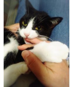 モネ（秋田市）1年が経ち、身体もかなり大きくなりやんちゃに遊び回っております。素敵な御縁をいただき、本当にありがとうございました。これからも大切な家族として一緒に過ごしていきたいと思います。