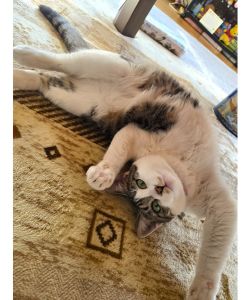 ゆず（潟上市）我が家に来て一年がたちました個性的な寝方で甘えん坊！おばあちゃん大好きっ子でトイレのドアまで開けちゃいます(笑)いたずら娘には毎日癒されてます