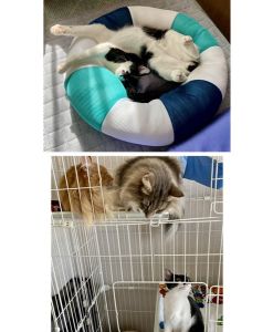 くう（大仙市）グリコ4兄弟の末っ子？『ポッキー』改め空をお迎えして、早2ヶ月になろうとしています。先住の兄達に構って欲しくて追いかけて怒られても向かって行く、鋼のメンタルなのか、ただの天然boyなのか…毎日賑やかに過ごしています。