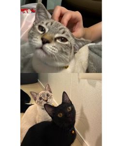 わさび（にかほ市）わさびをお迎えして2ヶ月が経ちました。先住猫のコロン(25-K16)ともすぐに仲良くなり、今では毎日寄り添って寝ます。コロンのことを本当のお姉ちゃんだと思っているのか、何でも真似します。最近は鳴き方も少し似てきたような気がします笑ご飯をもりもり食べて元気に成長中です^_^撫でるとすぐにゴロゴロしてくれるわさびが可愛くて仕方ありません。保護主さんにつけていただいた｢わさび｣という可愛い名前はそのままにさせていただきました！わさびとの出会いの機会をくださったイヌネコネットワークのみなさん、そしてわさびの保護主さんには感謝の気持ちでいっぱいです。本当にありがとうございます。これからも2匹を幸せにします。