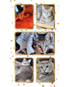 ちーちゃん（羽後町）ちゃーちゃん、５歳になりました(*^^*)大人年齢になりましたが、まだ自分は赤ちゃんだと思っているようです笑夏に弱くて毎年夏バテしてますが、現在はわがままボディに戻りました！これからもよろしくね！ちゃーちゃん☆