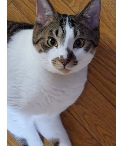 シエル（男鹿市）家族みんなにだっこのハシゴをする甘えん坊！先住の優しいソル兄さんに遊んでもらい、オルカ姉さんには教育的指導をされながら、いつまでも元気でかわいい末っ子でいてね。