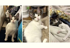 すい（大仙市）すいが家族になって２ヶ月が経ちました。最初は先住猫に攻撃してどうなることかと思いましたが、今ではすっかり仲良しに。追いかけっこをしたり、くっついて寝たり、先住猫の尻尾でしつこく遊んで怒られたり。甘えん坊で、座っているとひざにのってきて喉をゴロゴロ鳴らします。食いしん坊で、きれいに全部食べておかわりを要求してきます。夜寝る時は、先住猫もすいも私のベッドで一緒に眠ります。可愛い可愛いすいが来てくれて毎日がさらに幸せになりました。素敵なご縁をありがとうございました。