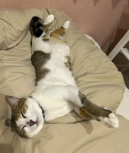 なつ（秋田市）とても大きくなりました。呼ぶと返事もしてくれます(^^)