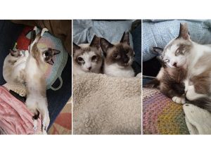 きなり・まゆり（秋田市）最初は慣れるまで時間かかりましたが、今は慣れて甘えん坊になりました。いつも2匹一緒に寄り添ってよく食べ、よく遊んで順調に育ってますまだまだ手はかかりますが大事な家族の一員です