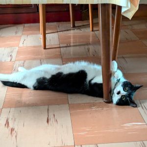 こたろう（横手市）昨年11月にわが家に来てから1年経ちました。9月にワクチン接種もしました。体重が6キロ近くあったのでダイエットフードを食べています。元気いっぱい走っては甘えています。