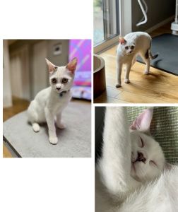 森下さん（秋田市）譲渡頂いてから2ヶ月が経ち、700g程だった体重も2.5kgになるくらいに成長しました。初日からご飯をモリモリ食べてますが、その分家の中を忙しなく動き回っているせいか、まだちょっと痩せ型だとお医者さんには言われています。遊びたいときは爆竹のように動き回りつつも、最近は少しづつ落ち着きも出てきたかな？という感じです。人に甘えてくっ付いたり、膝やお腹に乗ったりしたまま寝ることもあります。とても元気でかわいい素晴らしい猫さんです。うちに来てくれたことに感謝でいっぱいです。