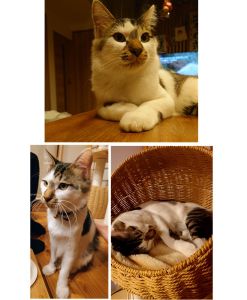 おこげ（にかほ市）家にも家族にもすっかり慣れてくれ、みんなにゴロゴロしてくれる甘え上手です。11月12日に去勢手術をしました。傷口もだいぶふさがりました。家族間の会話も増え、癒しを与えてくれる存在です。