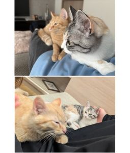 さん(三毛)・むん(茶トラ)（秋田市）おむかえしてまもなく1年が経ちます。我が家にきて1週間の頃、はじめて膝で寝てくれた日をまだ鮮明に覚えています。もう大人の大きさになってはいますが、膝の上に乗ってきて寝る姿は小さい頃と変わりません。これからものんびり、ゆったり一緒に暮らしていこうと思います。