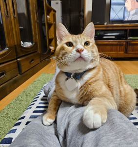 チャコ（秋田市）今年の春にストルバイト結晶になりましたが通院治療し今はとても元気です。やんちゃで元気いっぱい。毎日癒されています。