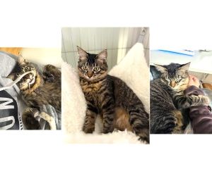 メメ子（秋田市）譲り受けた日から人懐っこい子でしたが、日に日に調子が出てきて、今ではさらに甘えん坊になりました。たまにヤンチャなときもありますが、こちらが椅子に座ると毎日抱かれにきて膝の上で眠るのがとてもかわいく、最近は冬毛に変わってきてもっふもふなメメ子です。