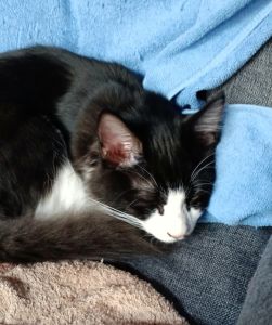 福ちゃん（横手市）体重2.5キロ　元気です。