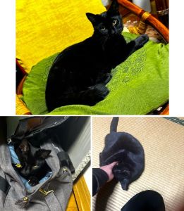 倭（潟上市）朝晩と毎日決行される先住猫との大運動会には少し悩まされていますが(笑)…帰宅時には2匹並んでお出迎えしてくれるし、生活に多くの笑顔を与えてくれる楽しい子です。既に2倍近いサイズに成長しこれからがますます楽しみです。