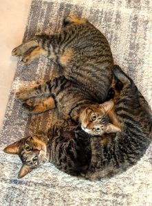 ひな＆こじ（秋田市）ひな＆こじをお迎えしてもうすぐ1年★2匹がいない生活はもう考えられません。沢山笑わせてくれてありがとう！