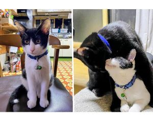 こうじろー（大館市）先住猫とも仲良くなり、我が物顔で元気に暮らしています。