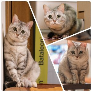 すもあ（にかほ市）すもあを迎え1年が過ぎました。家族みんなにチヤホヤされよくお話しする我が家のアイドルとして元気に過ごしています。