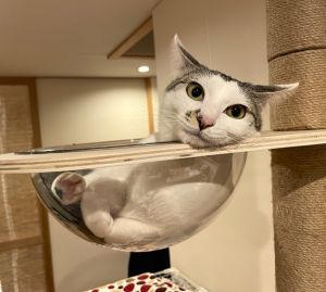 こめこ（秋田市）人懐っこく元気いっぱい。いたずら大好き！すっかり家族の一員です！！