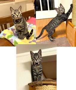 ハナ（横手市）毎日元気一杯に過ごしています。タワーに勢い良く登ったり、おもちゃを投げては咥えて持ってくる、を何度も繰り返して遊んだりが最近のお気に入りの遊びです。遊び疲れると膝にのってきて、ゴロゴロ音を鳴らして眠ります。日々たくさんのパワーと癒しをもらっています。この出会いに導いてくださった保護主様、いぬ・ねこネットワーク様に心から感謝しています。ありがとうございました。