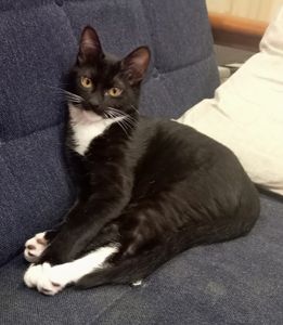 ふく（秋田市） ふくが家に来て2カ月です。ツンデレイケメンネコに育ってます。日に日に出来る事が増えて、成長してるのを感じます。呼んだら来てくれるときもあれば、知らんぷりもする。そんな、人間味あふれる所もまた可愛いです！