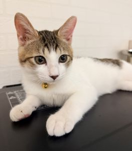 シュウ（秋田市）よく食べ、よく運動し、便通も問題なく、元気に過ごしています。また、人見知りもせず、みんなに抱っこされ、とても愛らしい表情を見せてくれます。すっかり我が家に馴染んでいるようで、時折、仰向けで寝ているなど、リラックスしている今日この頃です。これからの成長が楽しみです。