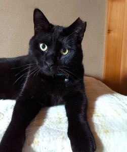 鉄二郎（秋田市）我家に来て2カ月経ちました。ごはんをしっかり食べ元気に遊んでいます。甘えん坊になり、夜も一緒に寝てくれます。毎日癒されています。