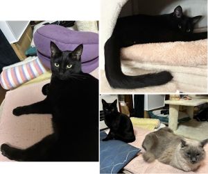 ハヤテ（由利本荘市）タワーの穴の中がお気に入りで、寛いで眠る姿をよく見ます。食欲も旺盛で、元気に部屋を走り回り、特に母によく懐くようになりました。先住のガルムとも仲良くなり、一緒に遊んだりしています。