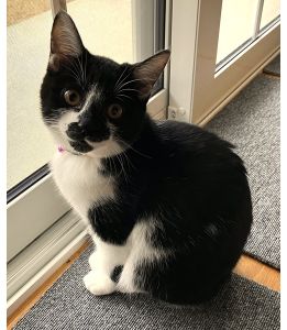 あられ（秋田市）譲渡初日から警戒せず、慎重な先住猫にガツガツいきました。そのおかけで今では仲良く過ごしています。保護主様、いぬねこネットワーク秋田様ありがとうございました！