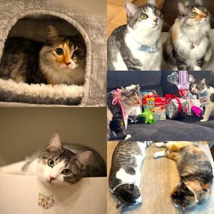 こはく・こてつ（大館市）兄妹のこてつくんとこはくちゃんが我が家に来て、早いもので1年になりました！小さかったニャンズもすっかり大きくなり、大好きなにゃんプロの迫力が凄まじいです！笑見た目も性格も全然違うけれど、いつも仲良しこよしで家中を探検しています。愉快で甘えん坊でビビりなこてつくん！笑マイペースでクールなお嬢様のこはくちゃん！かわいいニャンズに癒される毎日です。9月の1才のお誕生日には保護主さんから素敵なプレゼントをいただき、家族みんなでお祝いしました！いつも優しくニャンズの成長を見守ってくれる保護主さんには、日々感謝の気持ちでいっぱいです！保護主さんといぬ・ねこネットワークの皆さんが繋いでくださったニャンズを、これからも大事に育ててまいります！