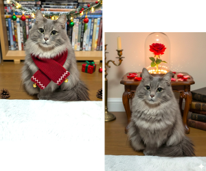 ノエル（秋田市）我が家に来て3度目のクリスマスになります名前の由来もクリスマスに我が家の子になったのでノエルです☆彡毎日寒くても窓越しにお外の警備をしており、毛並みも冬でモフモフさんです！夏場は水分摂取がスムーズにできず、ストラバイト結晶が出ていた為か心配しました。フードで療養して軽減して元気いっぱいです！