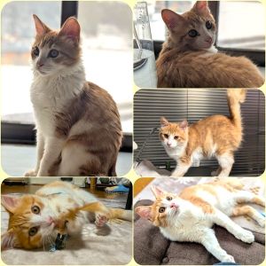 吉宗（由利本荘市）我が家に来て間もなく2ヶ月になります。来たときはもうすぐ生後2ヶ月、体重1.2kgでしたが、今は生後3ヶ月、体重2.5kgになりました！とにかくやんちゃ坊主（笑）いっぱい遊んで、いっぱい食べて、遊び疲れてぐっすり眠る毎日です。イタズラもたくさんしてくれて、手がかかるのがまた可愛くてたまらないです！3月頃に去勢手術の予定です。可愛くて可愛くてたまらない吉宗です。素敵な出会いをありがとうございました。