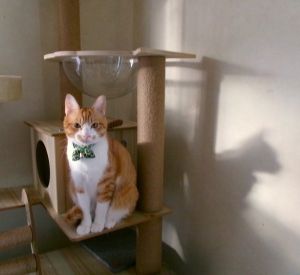 めんま（にかほ市）譲渡していただいてから1年2ヶ月になりました。たまに風邪のような症状が出る時もありますが、元気です。よく食べよく寝てよく遊びます。名前を呼ぶと返事します。帰ってくると必ず玄関まで来てくれます。寒いと布団の中に来て一緒に寝てくれます。壁にかかってるカレンダーを取るのが好きみたいです。おもちゃを投げると取りに行ってまた投げて～と持ってくるのでとても賢いと思います。めんまと出会えて本当に良かったです。保護してくださった方、保護後のお世話をしてくださった方、犬猫ネットワークの皆様、ありがとうございます。