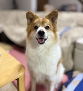 さくら（大館市）推定５ヶ月で我が家に来て、早11年が過ぎました。（平成25年譲渡）これまで大きな病気もすることなく、元気に過ごしています。最近はクマ騒動でゆっくり散歩もできませんが、ワンコ友達とまたのんびり散歩できる日が待ち遠しいです。