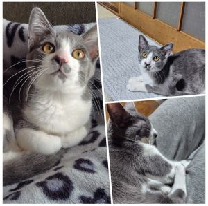 うちの子になって2ヶ月が経ちました。膝の上が大好きな甘えん坊ですが、動き出すと廊下を走り回り階段を駆け登り、あちらこちらでいたずらをするわんぱく坊主です！ご飯もたくさん食べ、ぐっすり眠りすくすく成長中です！