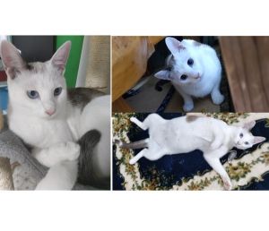 まる（大潟村）まるが家に来てから1年経ちました。よく食べよく遊び、とても元気に過ごしています。寝ているときはむにゃむにゃ声が出ていてかわいいです。これからも家族の中心で自由に過ごしてもらいます！