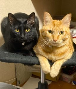 クロ・チョコ（横手市）我が家に来て1年が経ちました。毎日、自由気ままに元気に過ごしています。