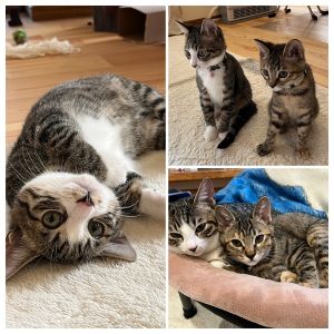 すず（秋田市）すずがうちにやって来て、２ヶ月が過ぎました。初めは部屋のすみで緊張気味にしていましたが、よく食べてよく寝てよく遊んで、もうすっかりうちの子です。来て1ヶ月が過ぎた頃、新入りの子が加わりました。初めはお互い距離を取って威嚇しあっていましたが、アドバイスを頂いた通り過ごさせたら、一週間程で一緒に過ごせるようになりました。今では一緒に寝たり、家の中を元気に駆けまわったりしています。