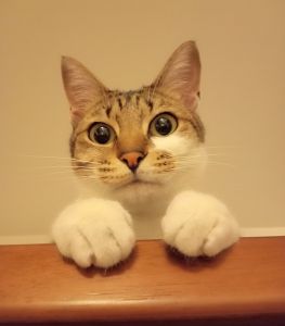 びすこ（秋田市）家族になって1年がたちました。たくさん食べてよく遊び大きく成長しました。いたずら好きの甘えん坊で先住猫とも仲良くしています。