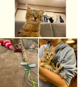 きな子（秋田市）元気にしています。>とても甘えん坊です。