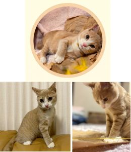 ぐり（秋田市）毎日元気に飛び回ってるぐりです。動画や写真を見せると可愛いと言われます！お世話は大変ですが毎日楽しく過ごしています。ありがとうございました！