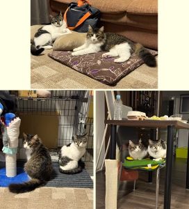 ロック・ナナ（秋田市）オスのロックの方にはいまだに不意に触ったりするとシャーシャー言われていますがメスのナナとも毎日仲良く運動会とプロレスを開催しています