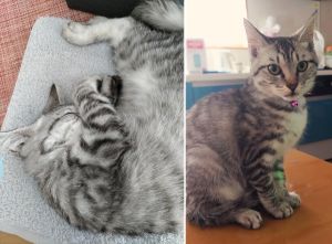 むぎ（大仙市）むぎが家族になって2ヶ月が経ちました。ワクチン・マイクロチップも予定通り終わり、毎日元気に走り回っています。とにかく甘えん坊で、特にお母さんが大好きみたいです。