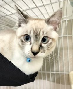 じろ（秋田市）よく食べ、よく遊び、よく眠る!!元気いっぱいのいたずらっこに成長中！家族みんな、かわいいじろに夢中です！